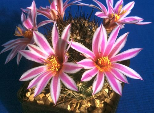 Mammillaria_blossfeldiana